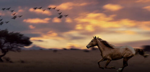 two horses running in field at golden sunset landscape.