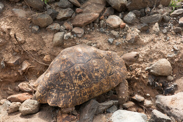 Leopard tortoise near Bogoria lake, Kenya
