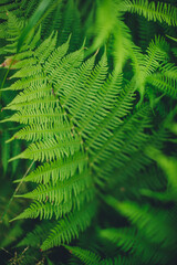 fern leaves beautiful
