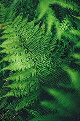 fern leaves beautiful