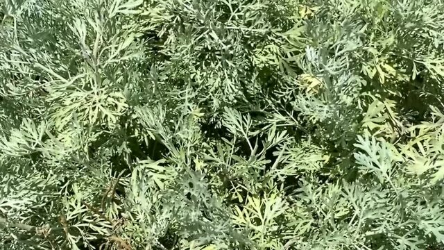 Sagebrush. Grass for absinthe. Artemisia arborescens