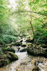 View of the river flowing through the forest