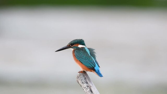 Common kingfisher Alcedo atthis, beautiful bird fisher on branch