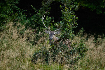 The Red Deer (Cervuls elaphus) during the rutting season. Carpathian Mountains, Bieszczady, Poland.