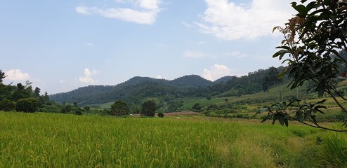 Obraz premium Thailand Rice Fields, Asian Farm, Asian Rice Fields