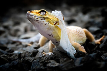 Lemon Frost Gecko shed its skin, all shedding process captured | Amazing animal reptile photo series