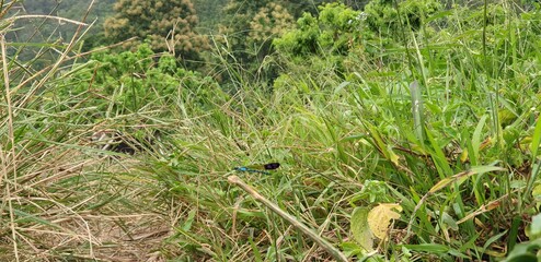 Thailand Rice Fields, Asian Farm, Asian Rice Fields