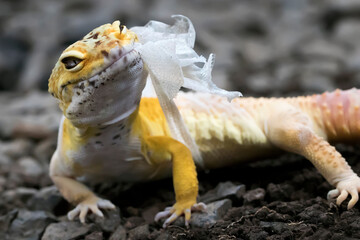 Lemon Frost Gecko shed its skin, all shedding process captured | Amazing animal reptile photo series