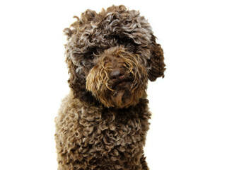 Portrait sad and pensive poodle puppy dog. Isolated on white background.