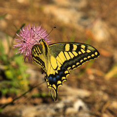 Dorsal view of an Old World Swallowtail (Papilio machaon) with spread wings sitting an a pink flower against a green/brown background