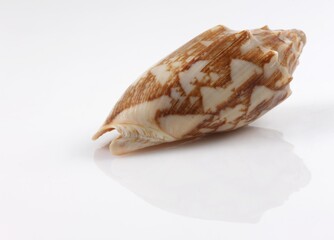 Isolated shells with white Background.