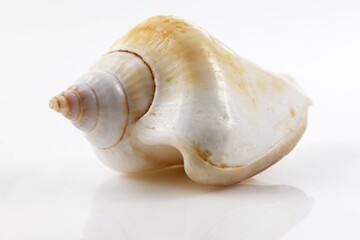Isolated shells with white Background.