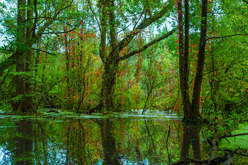 Fototapeta na wymiar Trees that stand in a flooded forest, trees in the swamp, autumnal, fallen trees