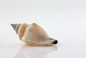 Isolated shells with white Background
