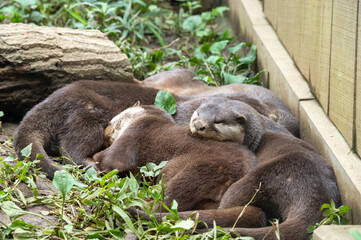 密になって寝るカワウソ