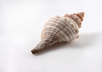 Isolated shells with white Background