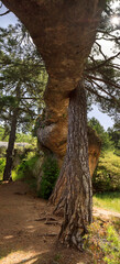 Obraz premium A natural rock arch, seemingly leaning against pine trees, in the enchanted city (Ciudad Encantada), Cuenca province, Spain 