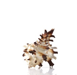 Isolated shells with white Background