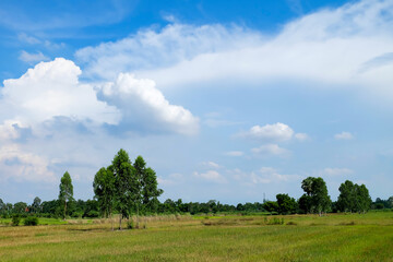 Fototapeta na wymiar Blue sky and clouds and fields with trees, Nature landscape background in rainy season