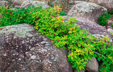 young and bright wild  dog rose  on the background of the rocks