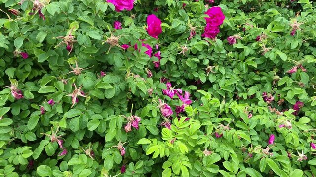 Bush roses. Purple flowers begin to fall. Rosehips are useful berries.