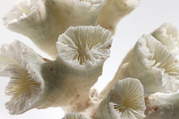 Isolated shells with white Background