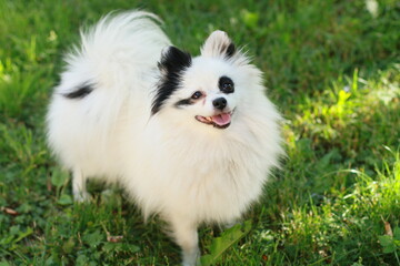 White pomeranian spitz dog walks in nature