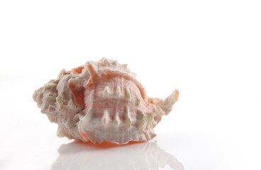 Isolated shells with white Background