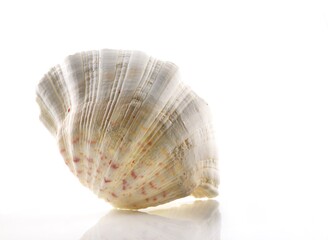Isolated shells with white Background