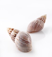Isolated shells with white Background