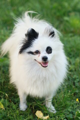 White pomeranian spitz dog walks in nature