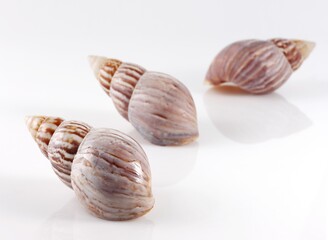 Isolated shells with white Background