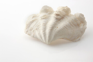 Isolated shells with white Background