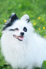 Obraz premium White pomeranian spitz dog walks in nature