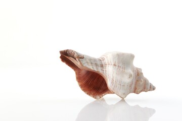 Isolated shells with white Background