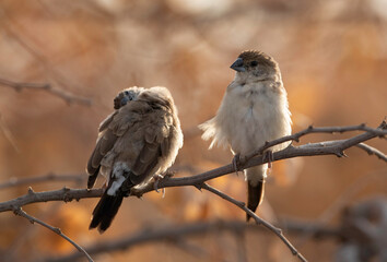 A pair of Indian Silverbills perched on branch at Hamala, bahrain