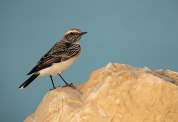 Pied wheatear perched on limestone rock, Bahrain