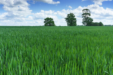 Wheat field. Agricultural fields sown with cereals. Ears of rye and oats in the field.