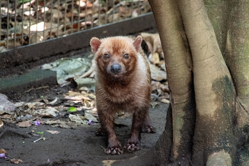 こちらをじっと見るヤブイヌ