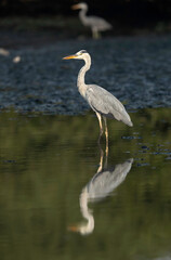 Grey Heron and reflection on water at Tubli bay, Bahrain