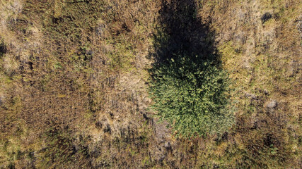 a lonely tree stands in a clearing. Autumn top view