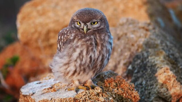 Little owl in its habitat close up. Athene noctua