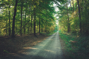 Way through the forest on a sunny day