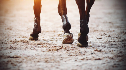 The graceful legs of a dark horse with shod hooves, which it strides across a sandy arena. Sports and horses.