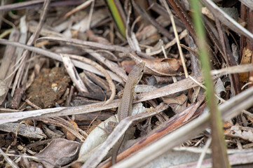 背景に同化するシマヘビ