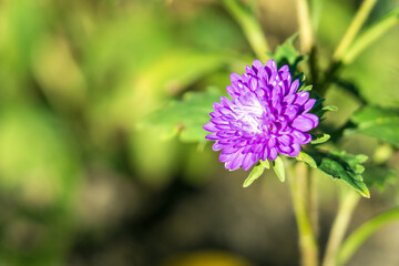 Lonely purple aistra in garden flower garden in early autumn