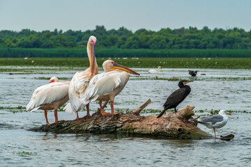 Pelicans and other birds in the Danube Delta, Romania