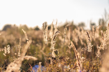 Close-up of spikelets on the field at sunset.