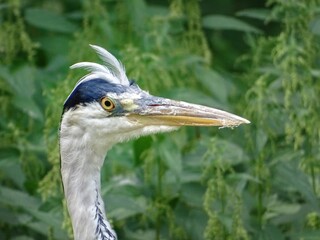 great blue heron