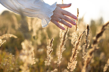 Close-up of a female hand with a ring on the finger, white sleeve. Against the background of sunset on the field. The hand touches the spikelets.